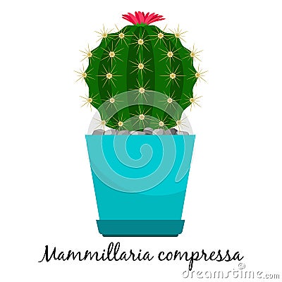 Mammillaria compressa cactus in pot Vector Illustration