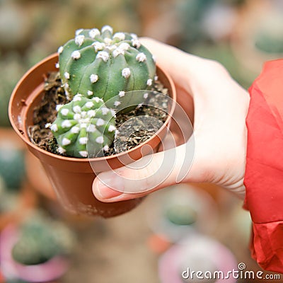 Mammillaria is one of the largest genera in the Cactus family Stock Photo