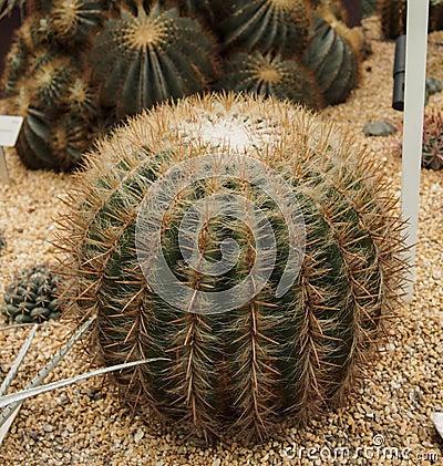 Mammillaria or pincushion cactus plant Stock Photo