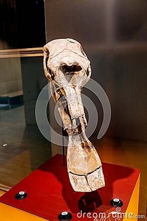 mammoth bone in museum Editorial Stock Photo