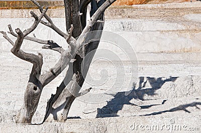 Mammouth hot springs Stock Photo