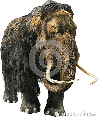 Woolly Mammoth Stock Photo