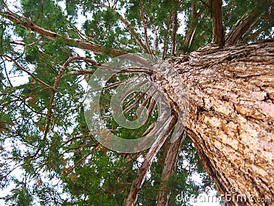 Mammoth pine tree from below. Stock Photo