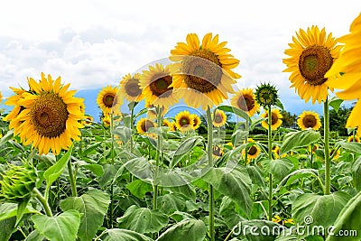 Mammoth Russian Sunflower Stock Photo