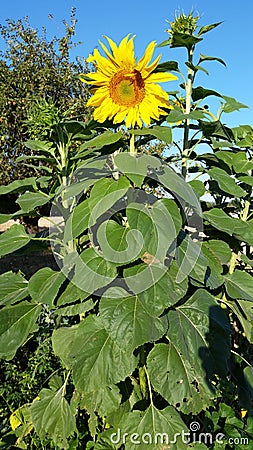 Mammoth sunflower standing tall Stock Photo