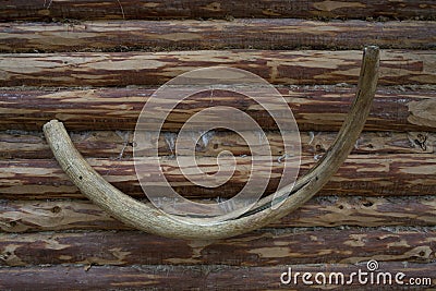 Mammoth tusk Stock Photo