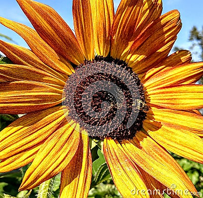 Mammoth sunflower with bee in the middle Stock Photo