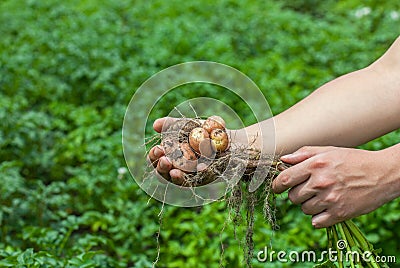 The man is an agronomist, he is holding a bush of young potatoes Stock Photo