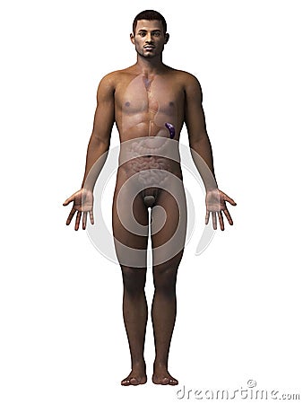 Man anatomy - spleen Stock Photo