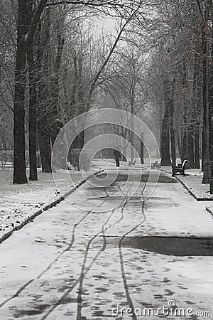 Man from back walking away on a pathway of a park road covered in snow with benches and bare trees around. Editorial Stock Photo