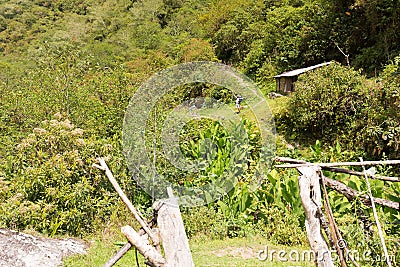 Man backpacker tourist hiking jungle forest trail, Bolivia. Stock Photo