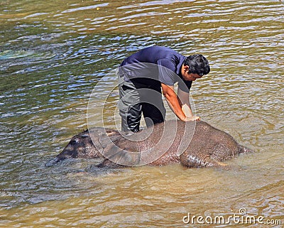 Man is bathing elephant in the river Editorial Stock Photo