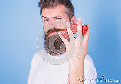 Man beard hipster strawberries between fingers blue background. Carbohydrate content strawberry. Mostly carbohydrates Stock Photo