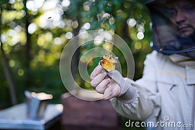 Man beekeeper holding piece of honeycomb with bees in apiary. Stock Photo