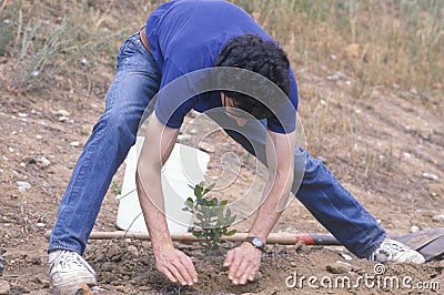 A man bending down and planting a small tree Editorial Stock Photo