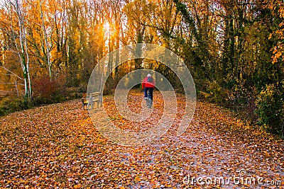 A man on a bicycle is riding along a trail in the forest in the sunlight. Editorial Stock Photo
