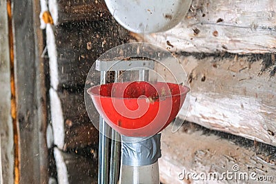 A man blows nuts from small debris using DIY device to extract cedar nuts from Siberian pine cones. Stock Photo
