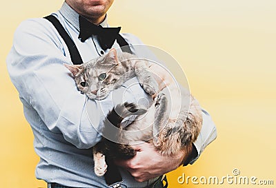 Man in blue shirt and black suspender holding cute sadness tabby grey cat on yellow Stock Photo