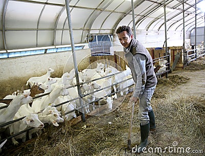 Man breeder with goats in barn working Stock Photo