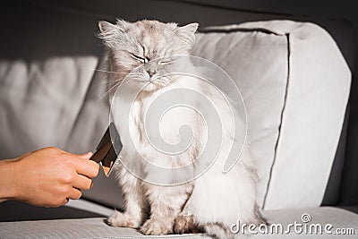 Man brushing lovely cute grey longhaired cat. Fluffy cat loves being brushed Stock Photo