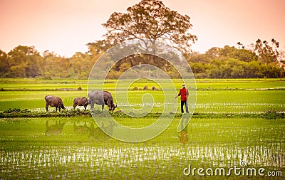 A man and buffalo in rice paddy in ninh binh,vietnam 2 Editorial Stock Photo