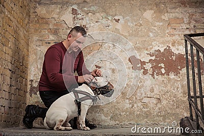 Man button up a dog collar against the background of a peeling wall. Portrait of man and white bull terrier. Dog trainer Stock Photo