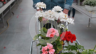 Man Buying Flowers in a Sunlit Garden Shop. 4K. Young man shopping for decorative plants on a sunny floristic greenhouse Stock Photo