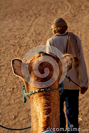 man and camel Stock Photo