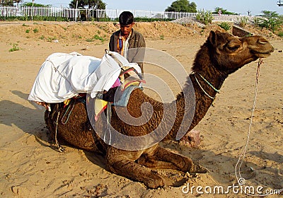 A man with camel lying on the sand Editorial Stock Photo