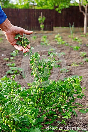 Man caring for gooseberry bush in outdoor garden Stock Photo