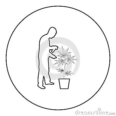 Man caring for marijuana plant in pot Water spraying using hand sprinkler Watering Gardening harvesting concept at home Vector Illustration