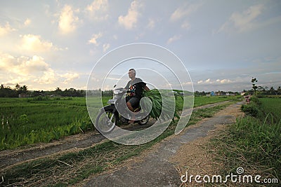 a man carrying a motorbike and green grass tied to the back seat crossing the rice fields in the afternoon Editorial Stock Photo