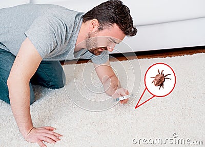 Man checking for carpet dust mites and bug parasites Stock Photo