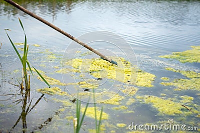 Man cleaning green floating water algae on a private pond. Mans hand taking out green weeds from water surface Stock Photo