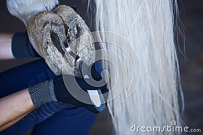 Man cleaning horse hoof Stock Photo