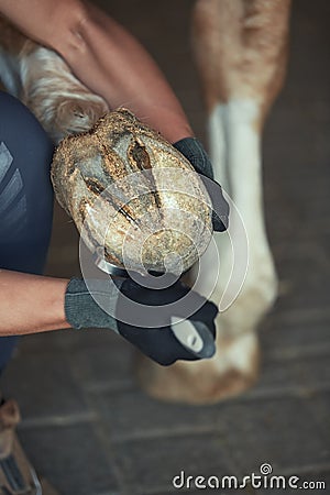 Man cleaning horse hoof Stock Photo