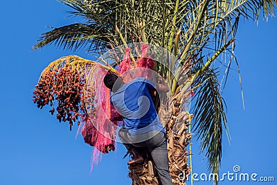 Man collecting dates on palm. Editorial Stock Photo