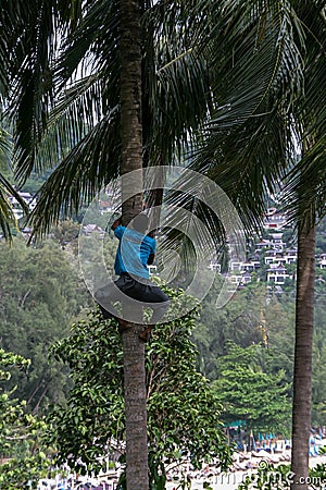 A man climbing to palm tree. Poor man gathering coconuts. Editorial Stock Photo