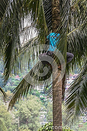 A man climbing to palm tree. Poor man gathering coconuts. Editorial Stock Photo