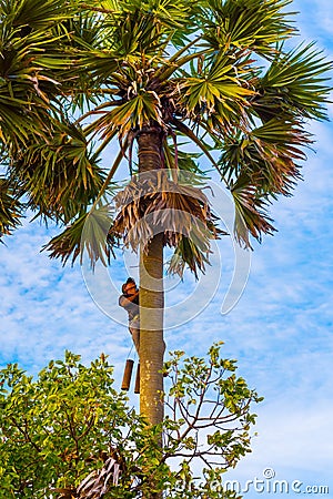 Man climbs a palm tree Editorial Stock Photo