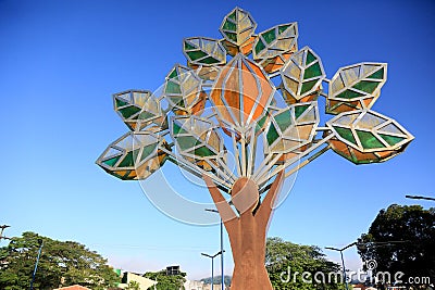 man and cocoa tree Editorial Stock Photo