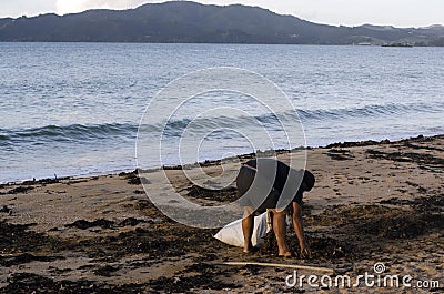 Man collecting seaweed Editorial Stock Photo