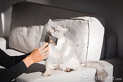 Man combing lovely cute grey longhaired cat. Fluffy cat loves being brushed Stock Photo