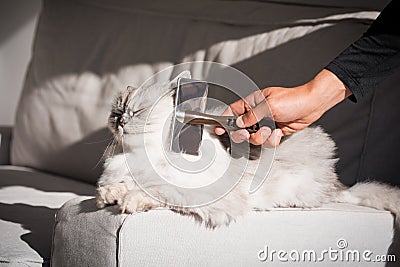 Man combing lovely cute grey longhaired persian cat. Fluffy cat loves being brushed Stock Photo