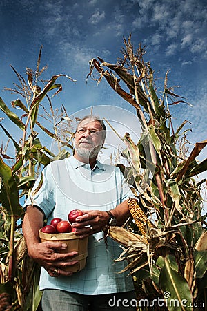 Man in corn field Stock Photo