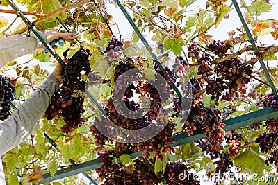 Man crop ripe bunch of red grapes on vine. Vintner man picking Autumn grapes harvest for food or wine making In Vineyard. Red Stock Photo