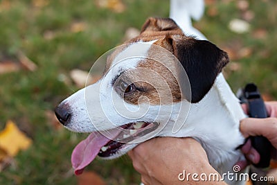 Man cuddling dog. Man playing with his Jack Russell Terrier. man hand stroking of cute dog in park. Closeup of master owner hand p Stock Photo