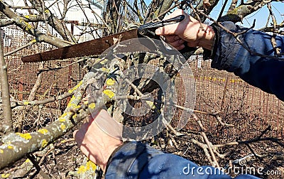A man cuts a tree branch with a saw in the garden. spring pruning. gardening. removal of damaged plants Stock Photo