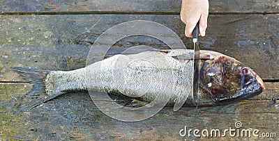 A man cuts up fish on a wooden table Stock Photo