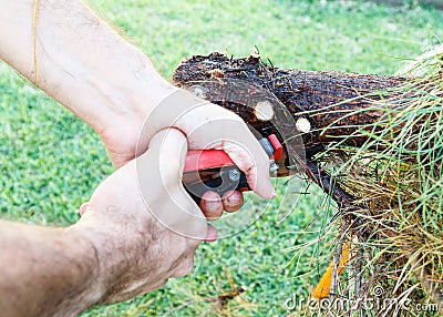 Man Cutting Branch with Gardening Shears Stock Photo